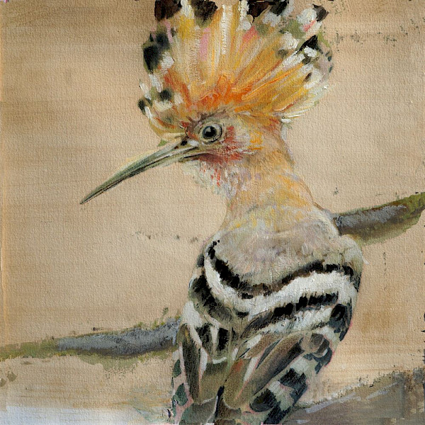 Wiedehopf, Mischtechnik, 40 x 40 cm